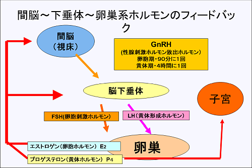 脳内~卵巣・子宮へのフィードバック模式図