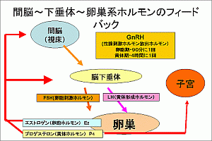 ホルモンのフィードバック図