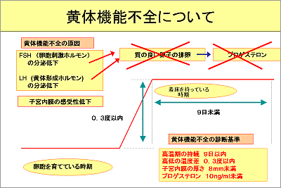 黄体ホルモンの働き