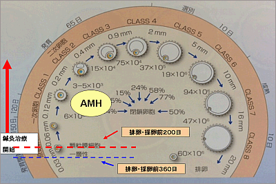 卵子の成長図