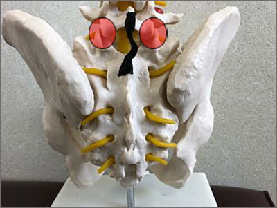 椎間関節性腰痛の原因部位